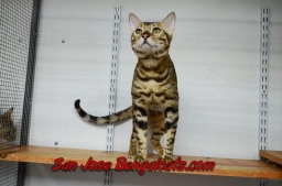 San jose bengalcats  puppies for sale