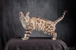 Lauralei Bengals  puppies for sale