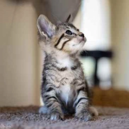 The Cat Lounge  puppies for sale