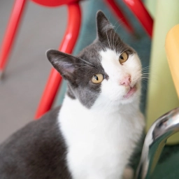 Cat Town  puppies for sale