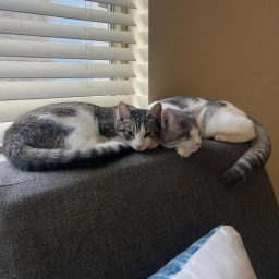 Happy Tails  puppies for sale