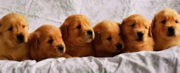 Golden Retrievers Puppies  puppies for sale