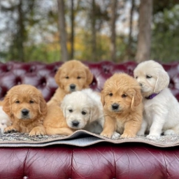 Southern Goldens  puppies for sale