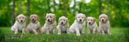 HILLTOP GOLDEN RETRIEVER  puppies for sale