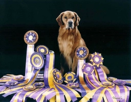 Rush Hill Golden Retrievers