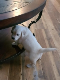 Unique Treasured Puppies