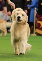 Jazzin Kennels – Golden Retrievers