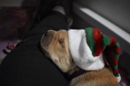 Sunlite Golden Retrievers