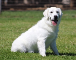 My Golden Guardians  puppies for sale