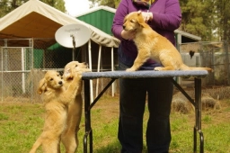 SwanSun Golden Retrievers  puppies for sale