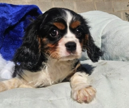 Test test  puppies for sale