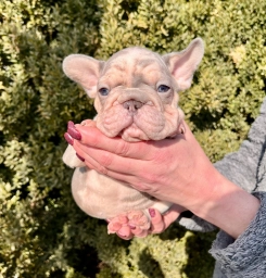 Ttt  puppies for sale