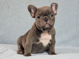 Kyle  puppies for sale