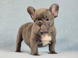 Kyle  puppies for sale