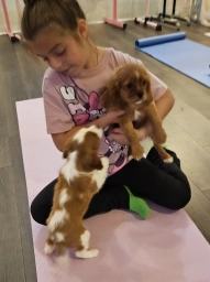 Kids Puppy Yoga Hollywood