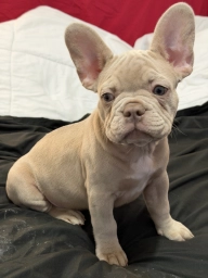 Pebbles  puppies for sale