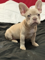 Pebbles  puppies for sale