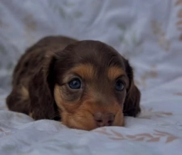 Bella  puppies for sale