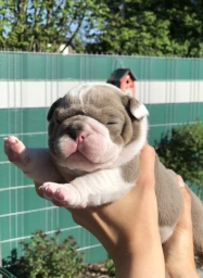 Bingo  puppies for sale