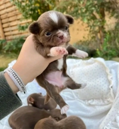 Chihuahua puppies  puppies for sale