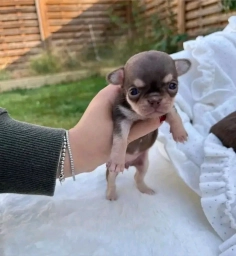 Chihuahua puppies  puppies for sale