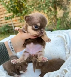 Chihuahua puppies