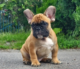 Boris  puppies for sale