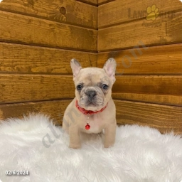 Razon  puppies for sale