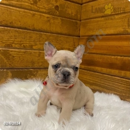 Razon  puppies for sale