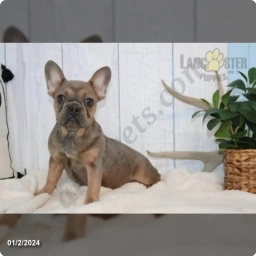Milan  puppies for sale