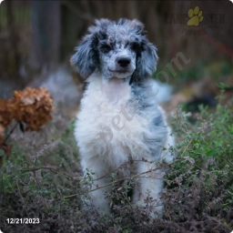 Oreo  puppies for sale