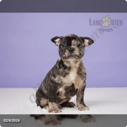 Elf  puppies for sale