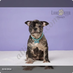 Elf  puppies for sale