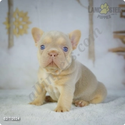 Brody  puppies for sale