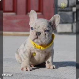 Fitch  puppies for sale