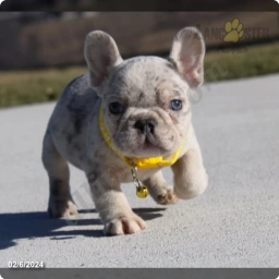 Fitch  puppies for sale