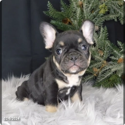 Dixon  puppies for sale