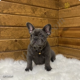 Rayne  puppies for sale