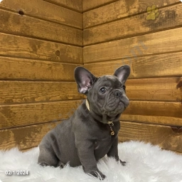 Rayne  puppies for sale