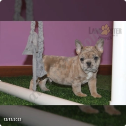 Winston  puppies for sale