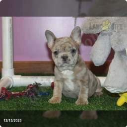 Winston  puppies for sale