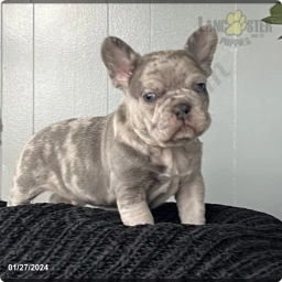 Charlie  puppies for sale