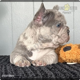 Charlie  puppies for sale