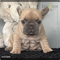 Billie  puppies for sale
