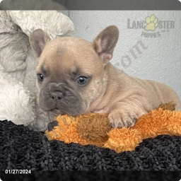 Billie  puppies for sale
