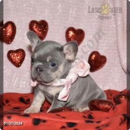 Nala  puppies for sale