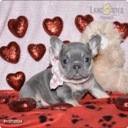 Nala  puppies for sale
