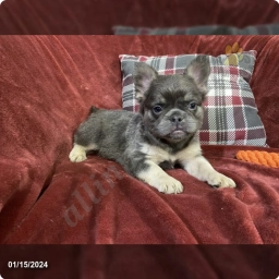 Bubl  puppies for sale