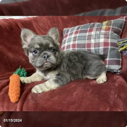 Bubl  puppies for sale