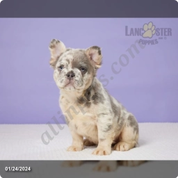 Griffin  puppies for sale